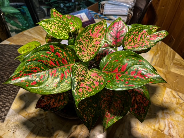 Watering And Humidity Requirements For Aglaonema Varieties