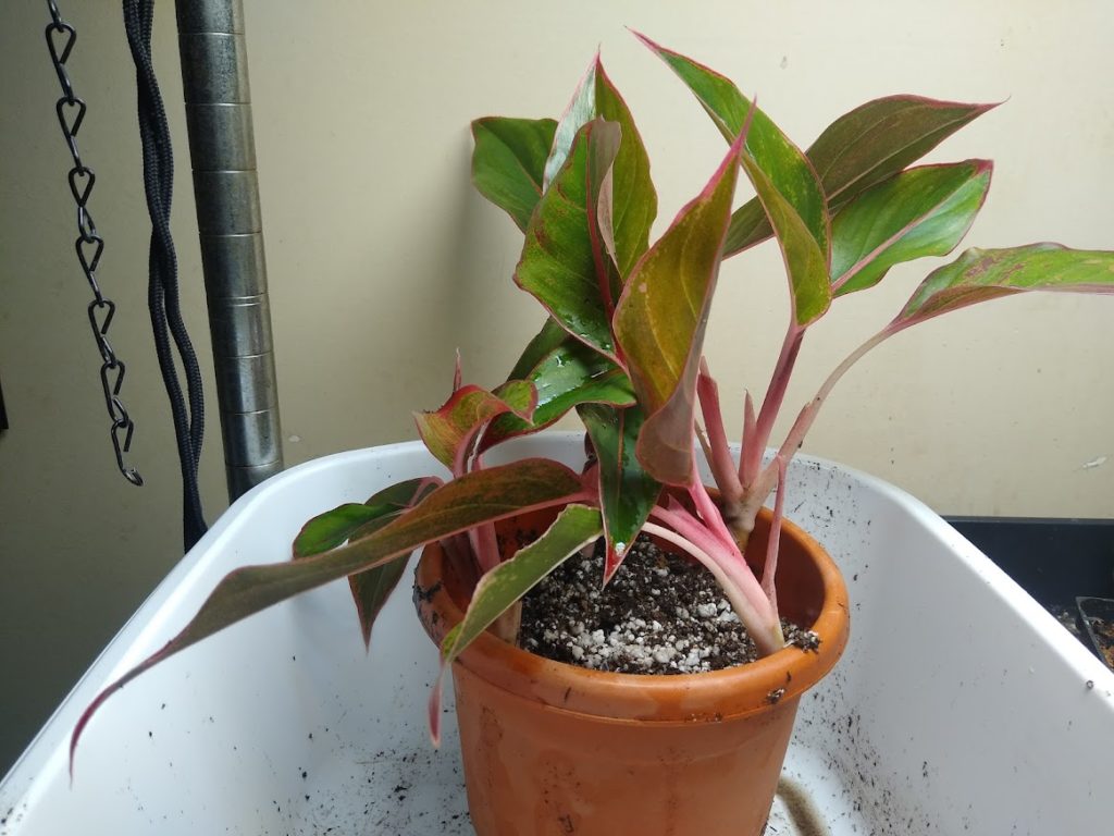  Final step, cuttings stuck in pot.