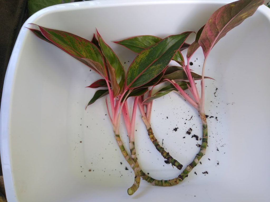 Aglaonema propagation cuttings