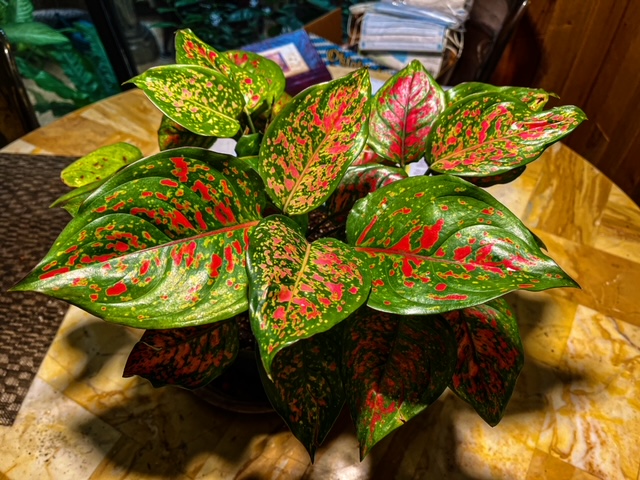 New Aglaonema Red Valentine which shows the bright red colors