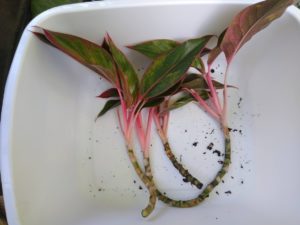 The Aglaonema cuttings used in this article