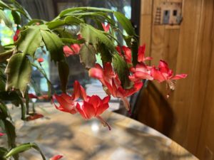 Christmas cactus flowers