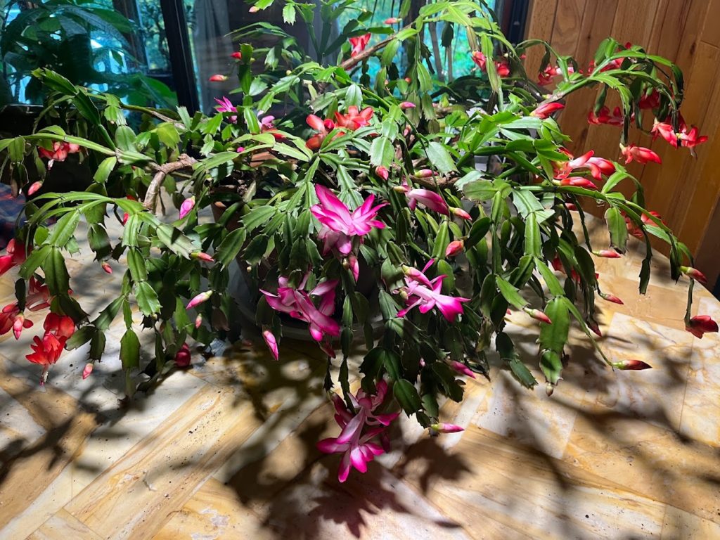 Christmas cactus care guide will show you how to grow this magnificent specimen.